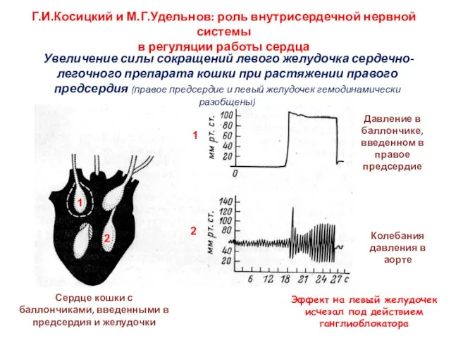 Г.И.Косицкий и М.Г.Удельнов: роль внутрисердечной нервной системы в регуляции работы сердца Сердце