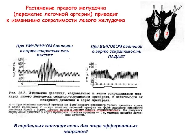 При УМЕРЕННОМ давлении в аорте сократимость РАСТЕТ В сердечных ганглиях есть два