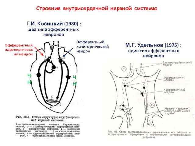 Строение внутрисердечной нервной системы Г.И. Косицкий (1980) : два типа эфферентных нейронов