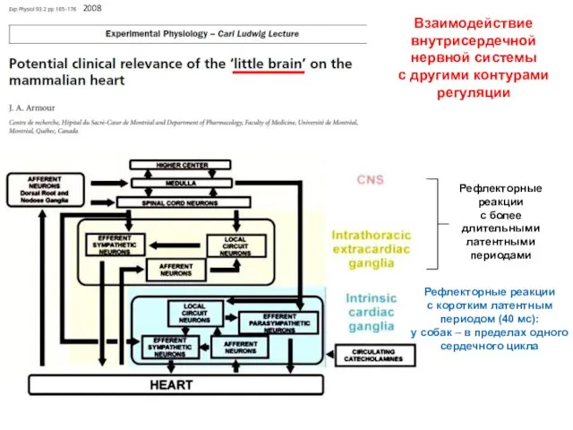 Взаимодействие внутрисердечной нервной системы с другими контурами регуляции Рефлекторные реакции с коротким