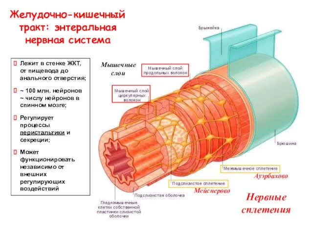 Желудочно-кишечный тракт: энтеральная нервная система Мышечные слои Нервные сплетения Мейснерово Ауэрбахово Лежит