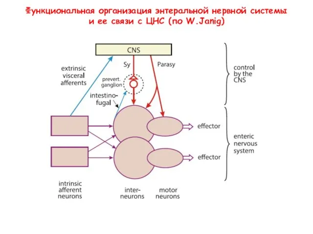 Функциональная организация энтеральной нервной системы и ее связи с ЦНС (по W.Janig)
