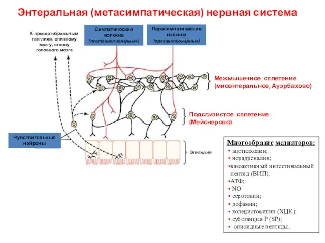 Энтеральная (метасимпатическая) нервная система Эпителий К превертебральным ганглиям, спинному мозгу, стволу головного
