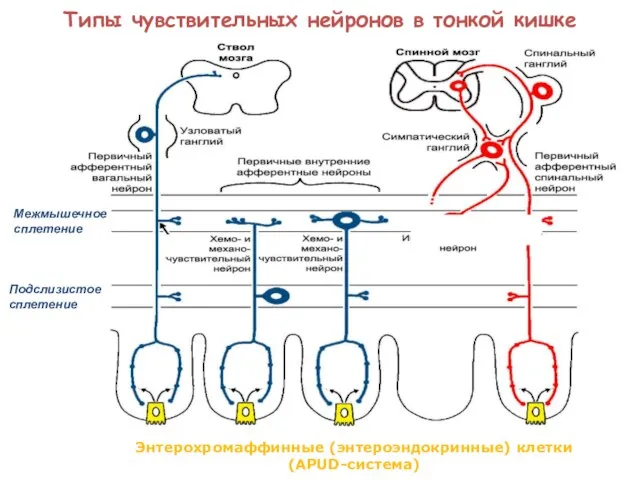 Энтерохромаффинные (энтероэндокринные) клетки (APUD-система) Типы чувствительных нейронов в тонкой кишке Межмышечное сплетение Подслизистое сплетение