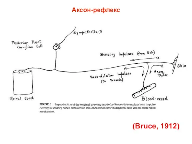 Аксон-рефлекс (Bruce, 1912)