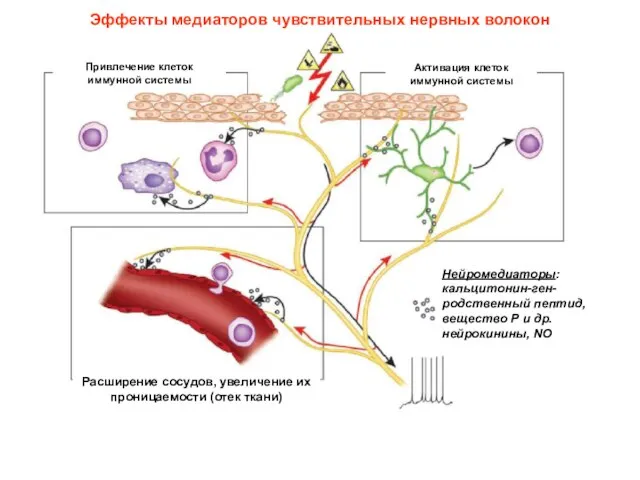 Эффекты медиаторов чувствительных нервных волокон Привлечение клеток иммунной системы Активация клеток иммунной