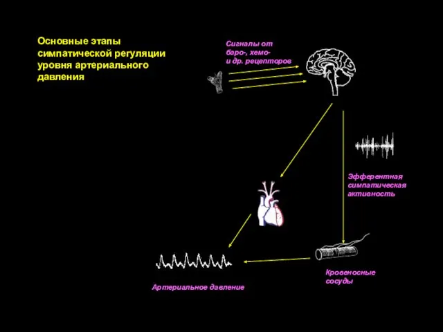 Сигналы от баро-, хемо- и др. рецепторов Эфферентная симпатическая активность Кровеносные сосуды