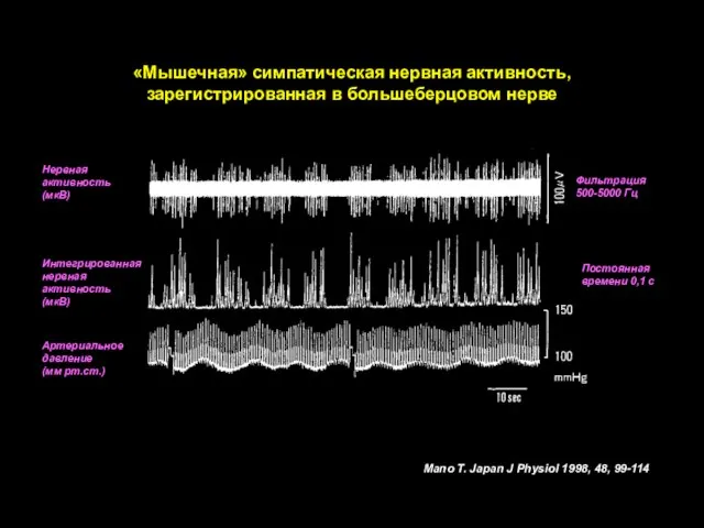 Артериальное давление (мм рт.ст.) Нервная активность (мкВ) Интегрированная нервная активность (мкВ) «Мышечная»