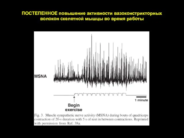 Sinoway and Li. J Appl Physiol 99: 5–22, 2005 ПОСТЕПЕННОЕ повышение активности