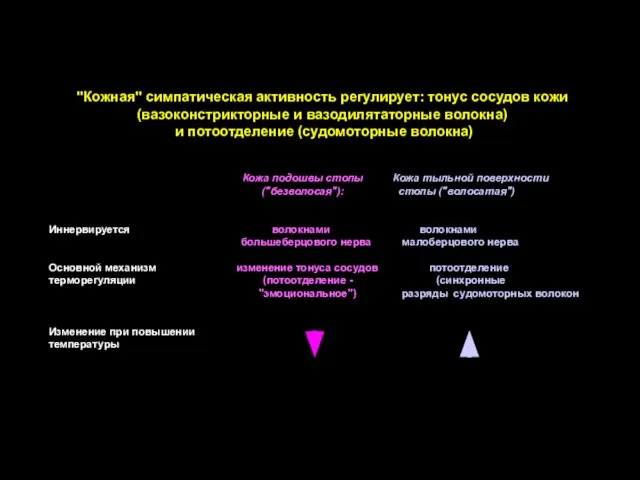 "Кожная" симпатическая активность регулирует: тонус сосудов кожи (вазоконстрикторные и вазодилятаторные волокна) и