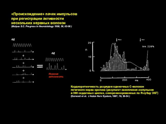 «Происхождение» пачек импульсов при регистрации активности нескольких нервных волокон (Malpas S.C. Progress