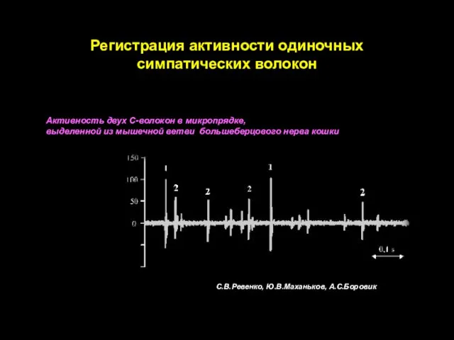 Регистрация активности одиночных симпатических волокон С.В.Ревенко, Ю.В.Маханьков, А.С.Боровик Активность двух С-волокон в