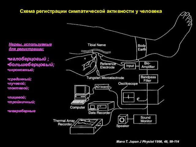 Mano T. Japan J Physiol 1998, 48, 99-114 Схема регистрации симпатической активности