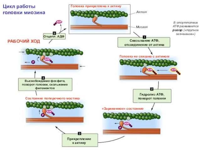 Цикл работы головки миозина В отсуттствие АТФ развивается ригор («трупное окоченение»)