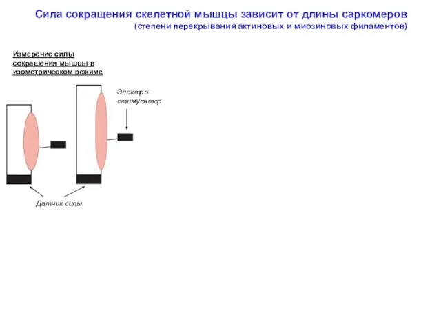 Сила сокращения скелетной мышцы зависит от длины саркомеров (степени перекрывания актиновых и миозиновых филаментов)