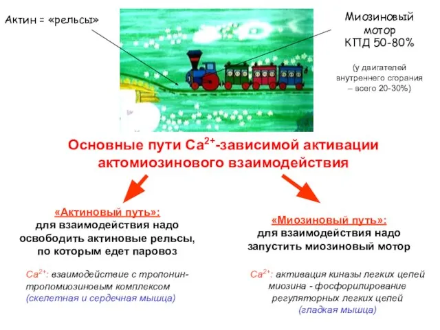 Основные пути Са2+-зависимой активации актомиозинового взаимодействия Актин = «рельсы» Миозиновый мотор КПД