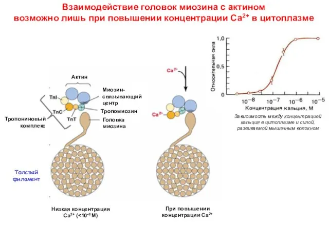 Взаимодействие головок миозина с актином возможно лишь при повышении концентрации Са2+ в