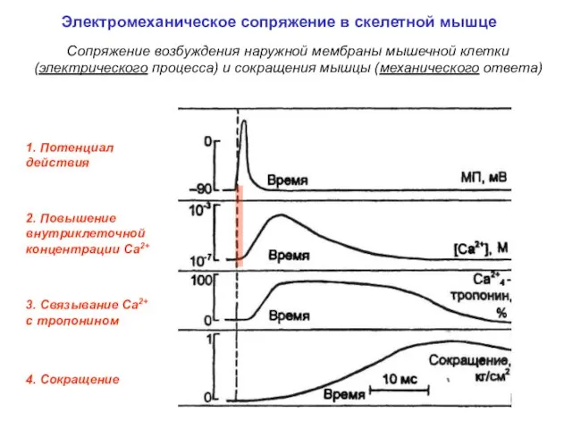 1. Потенциал действия 3. Связывание Са2+ c тропонином 4. Сокращение 2. Повышение