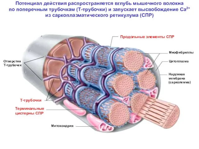 Потенциал действия распространяется вглубь мышечного волокна по поперечным трубочкам (Т-трубочки) и запускает