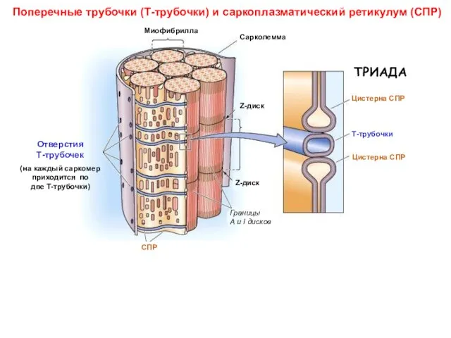 Поперечные трубочки (Т-трубочки) и саркоплазматический ретикулум (СПР)