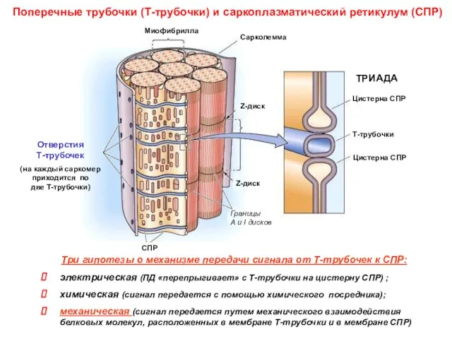 Поперечные трубочки (Т-трубочки) и саркоплазматический ретикулум (СПР) Три гипотезы о механизме передачи