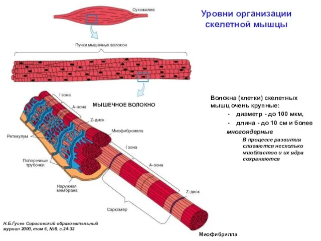 Уровни организации скелетной мышцы Н.Б.Гусев Соросовский образовательный журнал 2000, том 6, №8,