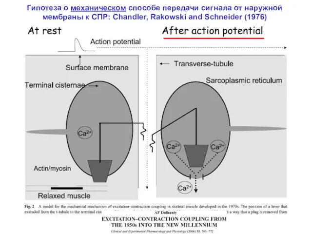 Гипотеза о механическом способе передачи сигнала от наружной мембраны к СПР: Chandler, Rakowski and Schneider (1976)