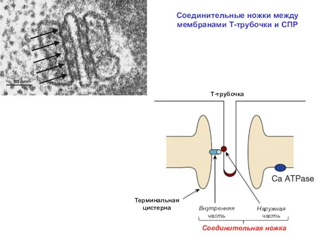 Соединительные ножки между мембранами Т-трубочки и СПР