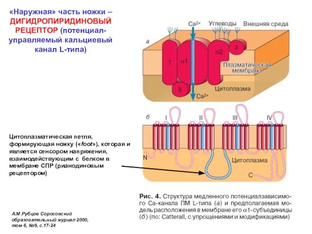 «Наружная» часть ножки – ДИГИДРОПИРИДИНОВЫЙ РЕЦЕПТОР (потенциал-управляемый кальциевый канал L-типа) А.М.Рубцов Соросовский