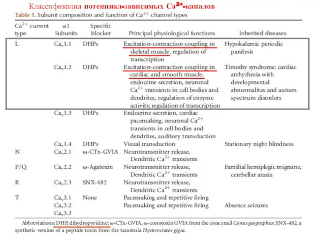 Классификация потенциал-зависимых Са2+-каналов