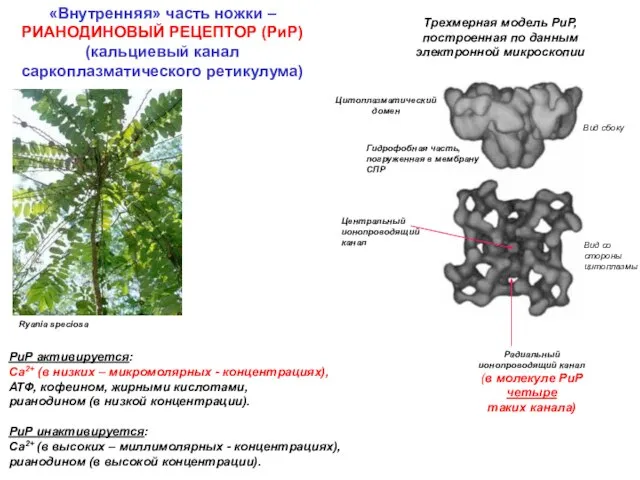 Ryania speciosa Трехмерная модель РиР, построенная по данным электронной микроскопии Вид сбоку