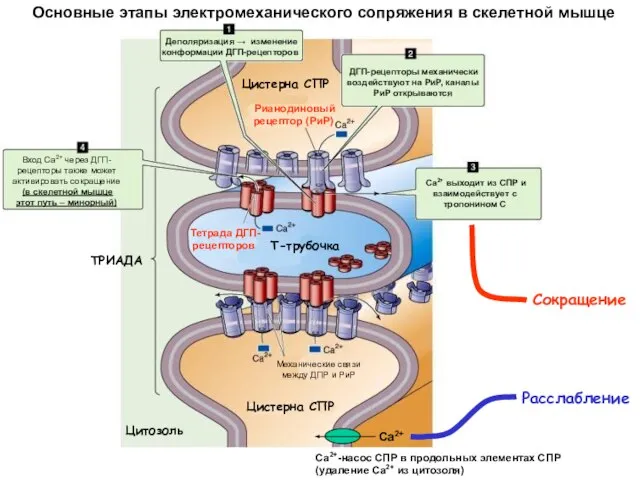 Основные этапы электромеханического сопряжения в скелетной мышце