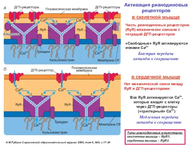 А.М.Рубцов Соросовский образовательный журнал 2000, том 6, №9, с.17-24 Активация рианодиновых рецепторов