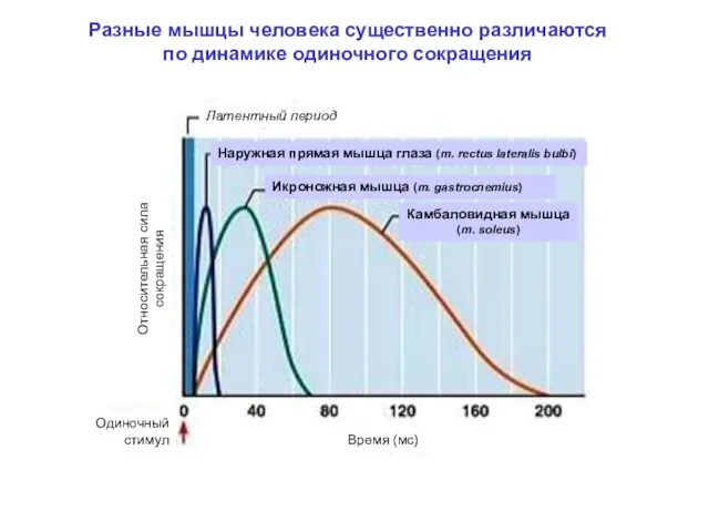 Разные мышцы человека существенно различаются по динамике одиночного сокращения