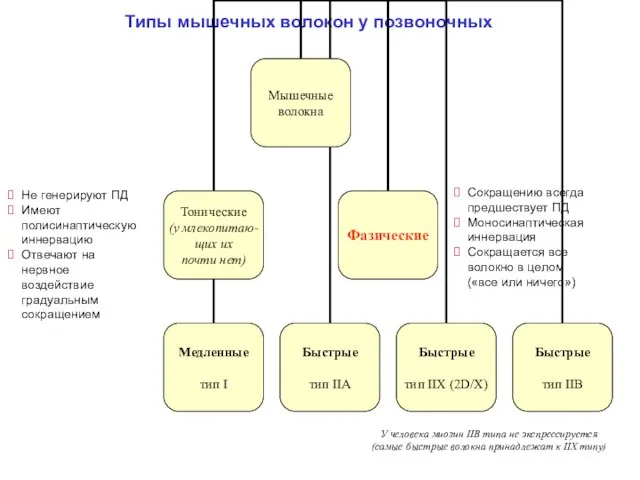 Типы мышечных волокон у позвоночных Не генерируют ПД Имеют полисинаптическую иннервацию Отвечают