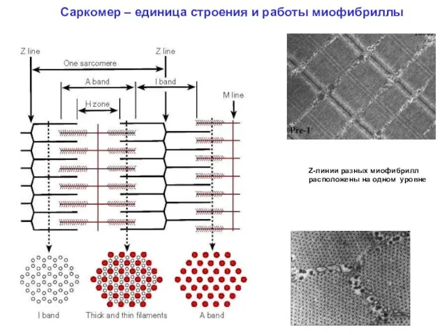 Саркомер – единица строения и работы миофибриллы Z-линии разных миофибрилл расположены на одном уровне