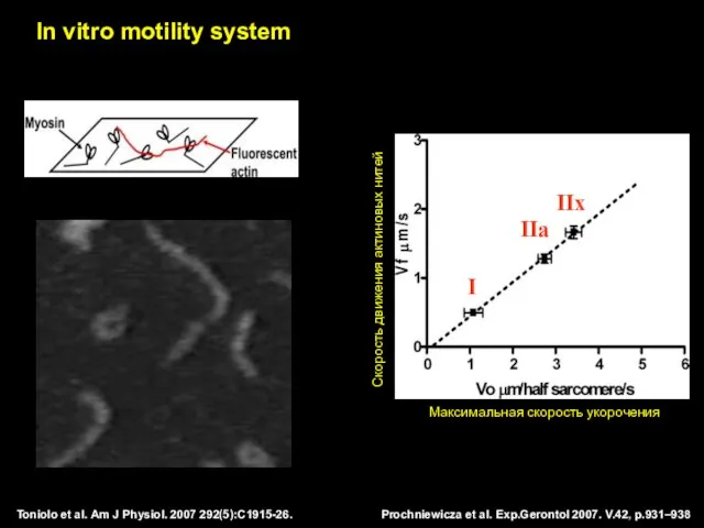 Prochniewicza et al. Exp.Gerontol 2007. V.42, p.931–938 Toniolo et al. Am J