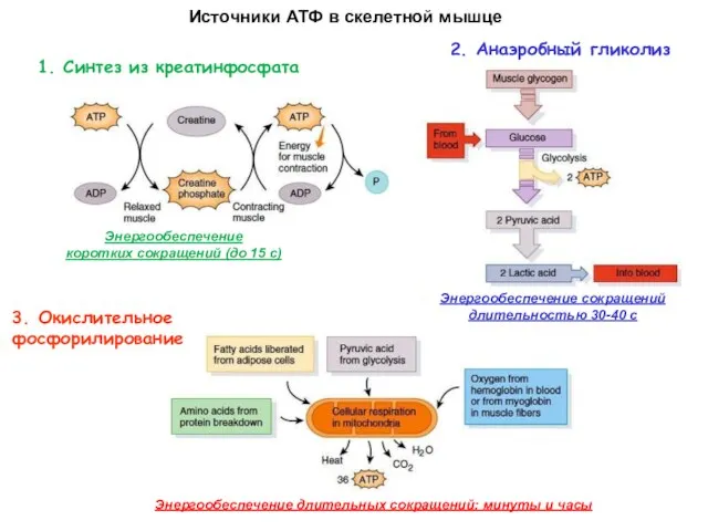 Источники АТФ в скелетной мышце