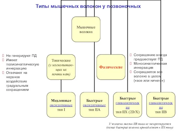 Типы мышечных волокон у позвоночных Не генерируют ПД Имеют полисинаптическую иннервацию Отвечают