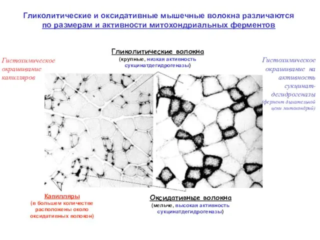 Гликолитические и оксидативные мышечные волокна различаются по размерам и активности митохондриальных ферментов
