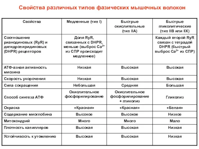 Свойства различных типов фазических мышечных волокон