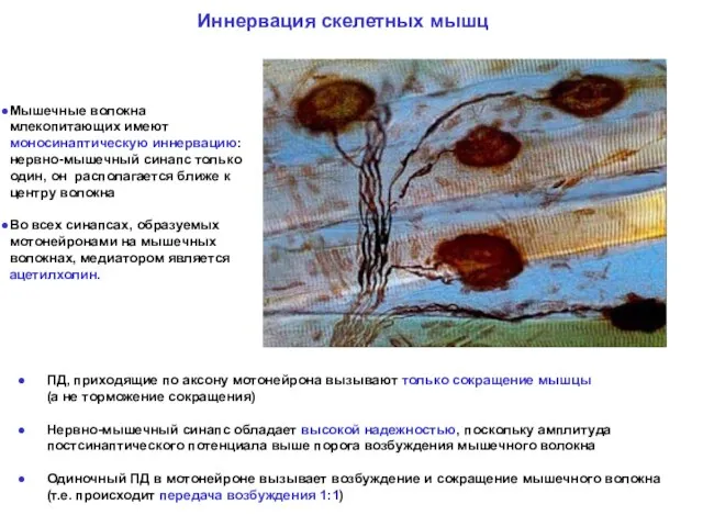 ПД, приходящие по аксону мотонейрона вызывают только сокращение мышцы (а не торможение