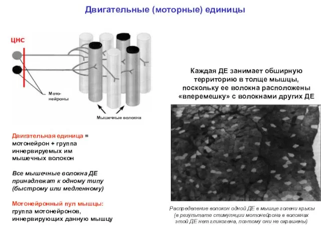 Двигательные (моторные) единицы Двигательная единица = мотонейрон + группа иннервируемых им мышечных