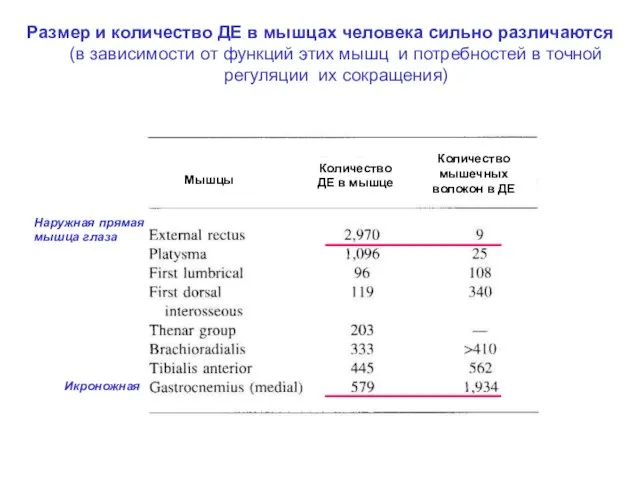 Размер и количество ДЕ в мышцах человека сильно различаются (в зависимости от