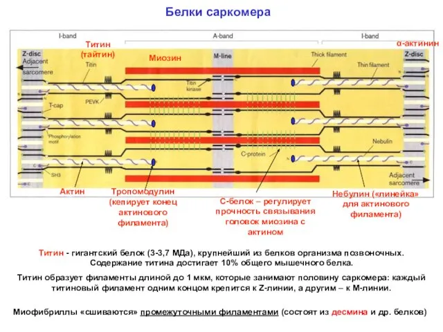 Белки саркомера α-актинин Миозин Титин (тайтин) Актин Титин - гигантский белок (3-3,7