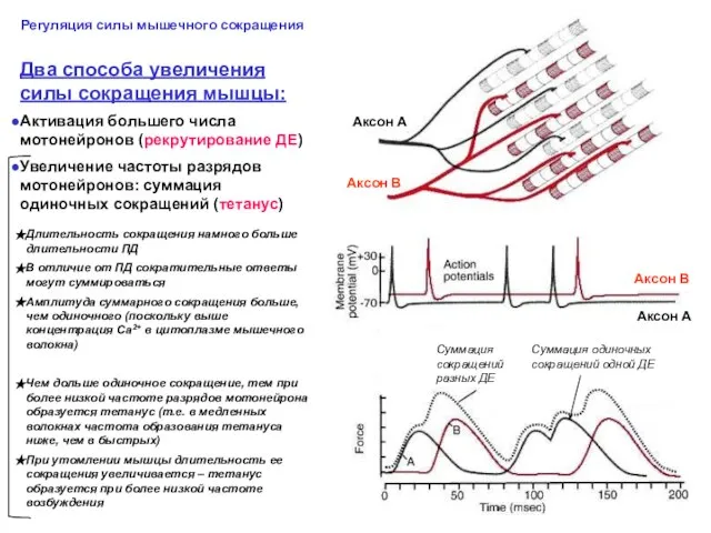 Два способа увеличения силы сокращения мышцы: Активация большего числа мотонейронов (рекрутирование ДЕ)