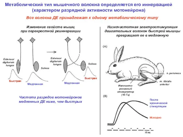 Метаболический тип мышечного волокна определяется его иннервацией (характером разрядной активности мотонейрона) Изменение