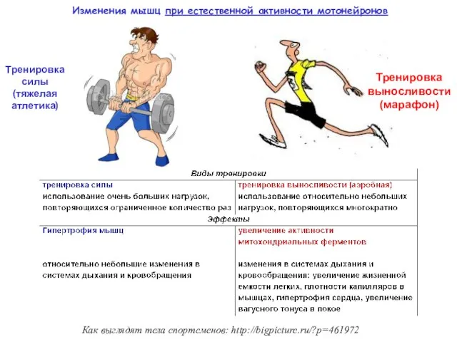 Изменения мышц при естественной активности мотонейронов Тренировка силы (тяжелая атлетика) Тренировка выносливости