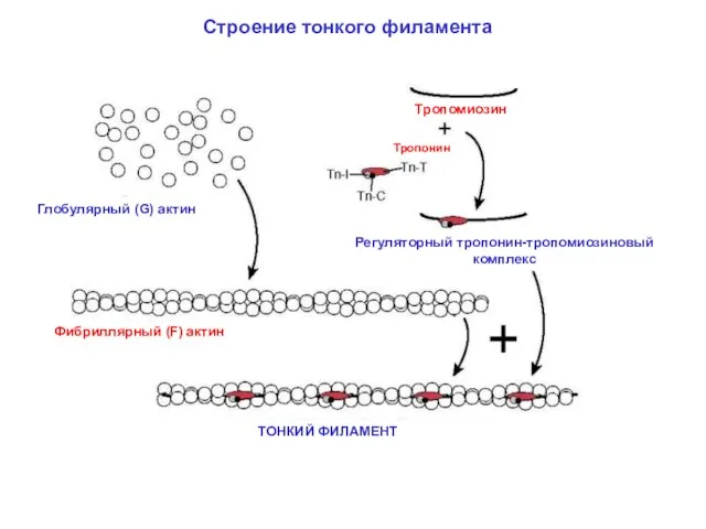 Строение тонкого филамента