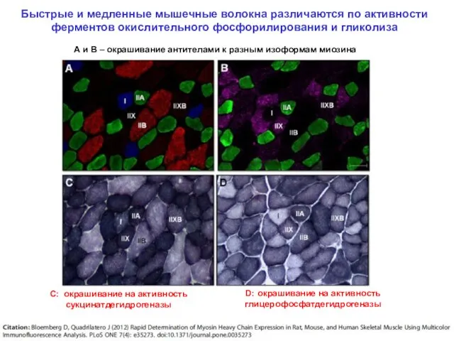 Быстрые и медленные мышечные волокна различаются по активности ферментов окислительного фосфорилирования и